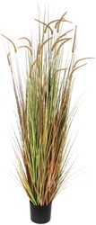 Kunst Pluimgras Dogtail 180cm groen